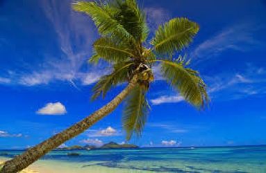 coconut tree